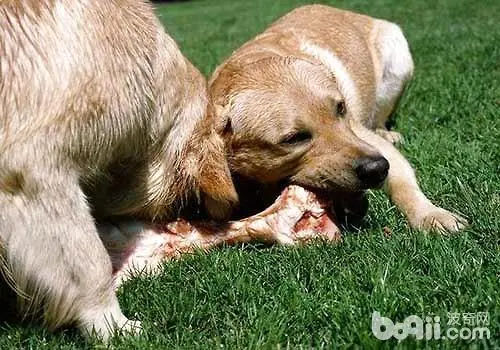 狗能不能吃羊肉？