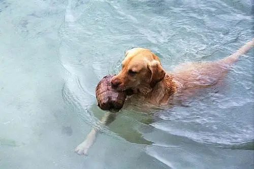 狗刨游泳：ONE泳坛上的独特造诣
