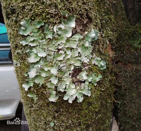 狗皮藓——迷人的地衣植物