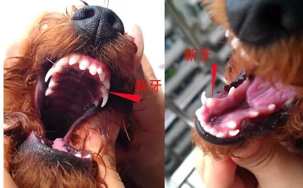 狗什么时候换牙？