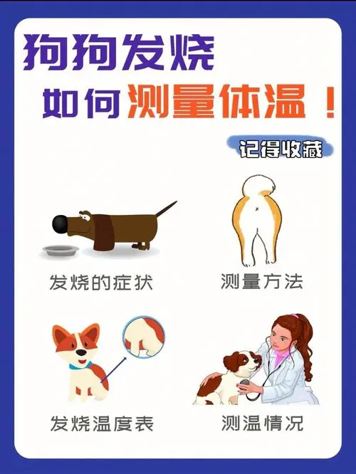 狗体温检测与保健方法