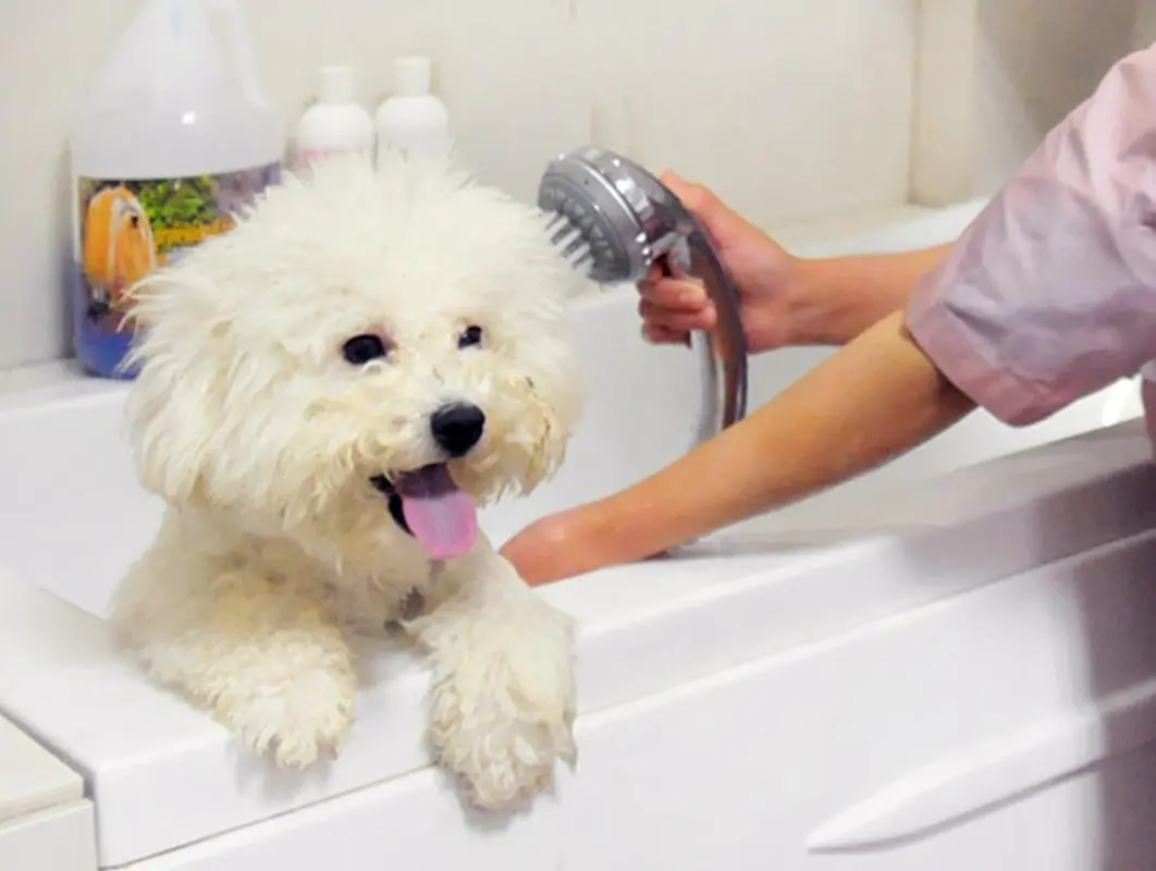 狗洗澡，让狗狗洁净舒适