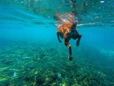 狗游泳：快乐大海洋中的四肢划破涟漪