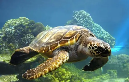 海龟的寿命及其影响因素