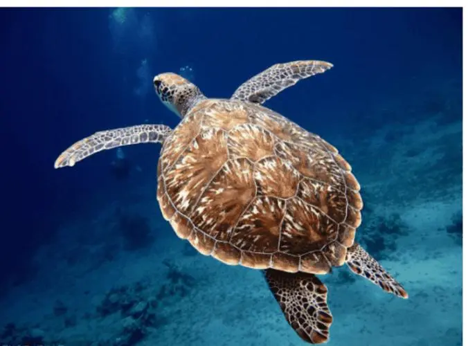 海龟寿命与生活习性揭秘：它们究竟能活多久？