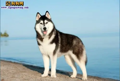 哈士奇英文 - 酷狗伴侣犬：了解这个可爱的宠物