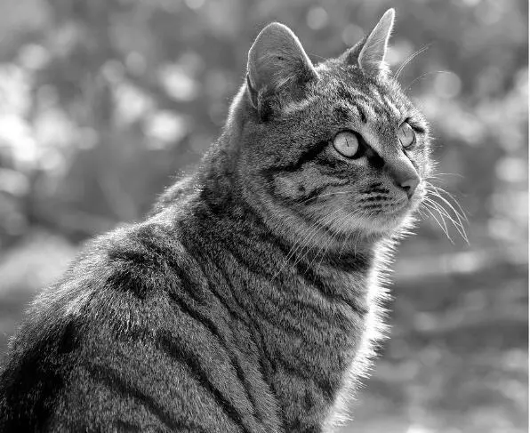 灰色狸花猫——优雅与神秘并存的小偷猫