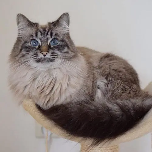 混血猫：世界上最迷人的猫