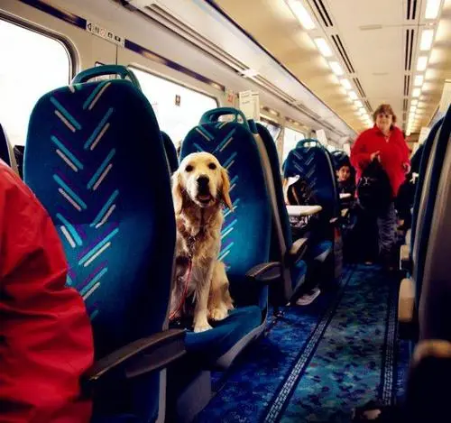 火车旅行：能带宠物吗？