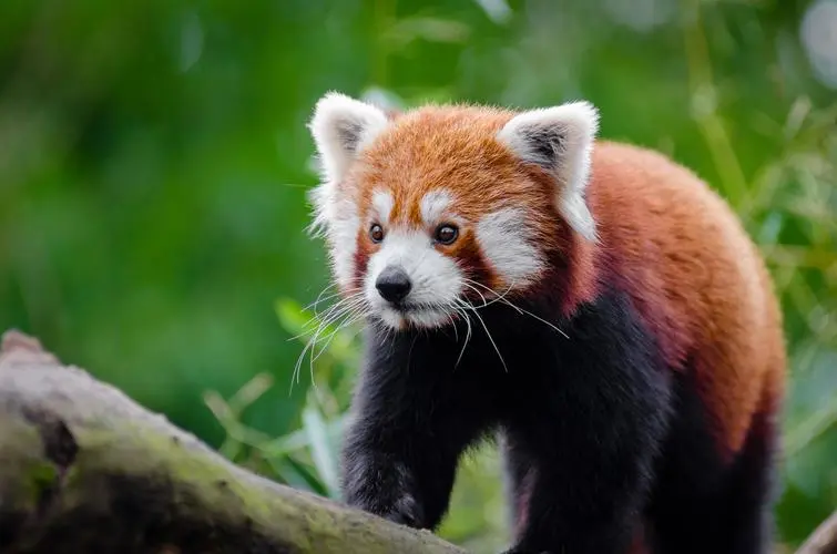 可爱宠物——小熊猫的快乐生活