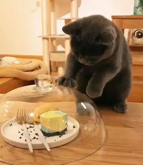 可爱的猫咪吃蛋糕的欢乐时刻