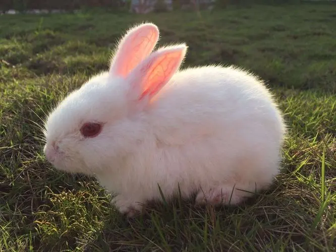 可爱的小白兔——身姿俏丽，特点鲜明