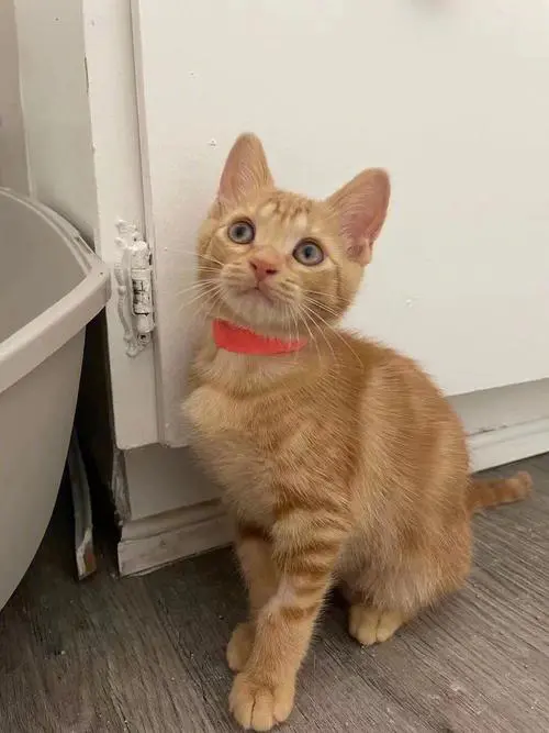 可爱的小橘猫：如此迷人的软萌存在
