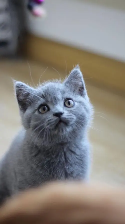 了解蓝短猫：神秘而可爱的短毛猫
