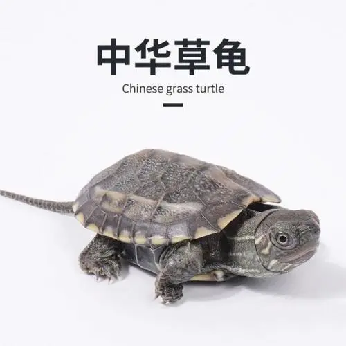了解乌龟品种——中华草龟