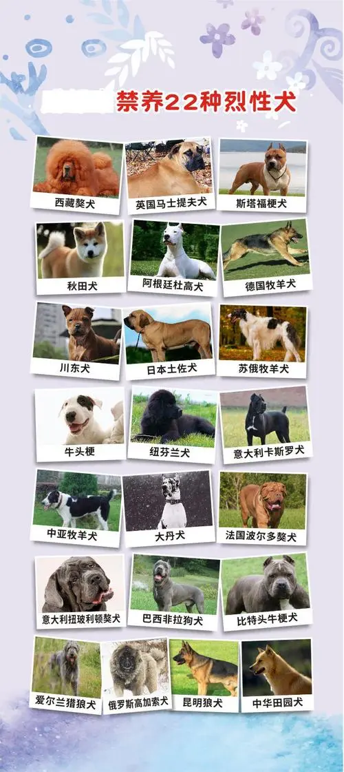 烈性犬排名：了解全球最危险的狗种