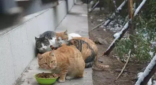 流浪猫吃什么？教你如何喂养健康的流浪猫