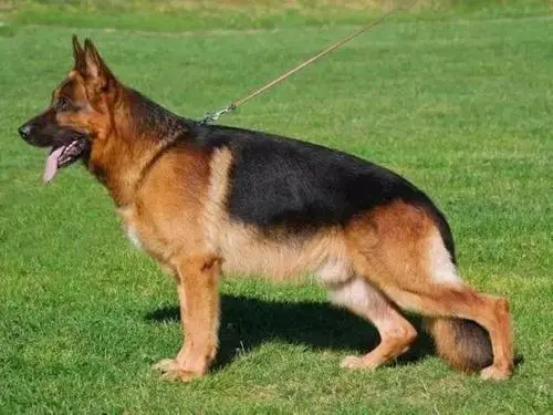 平背德牧——高贵而聪明的工作犬