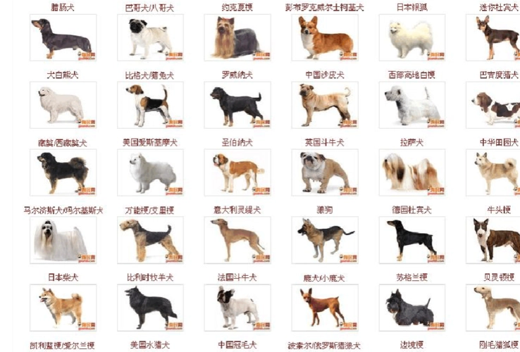 犬品种介绍：世界上最受欢迎的犬种TOP10