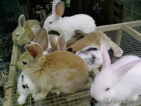 如何饲养健康快乐的兔子