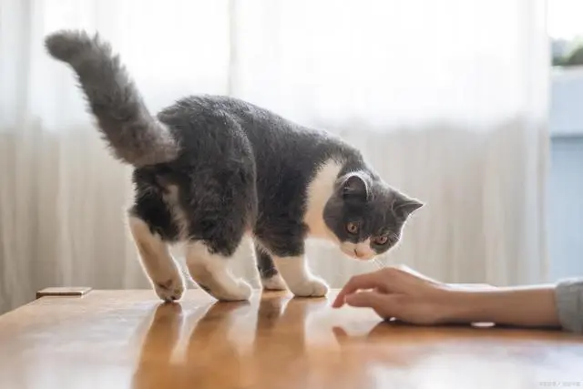 如何训练猫咪听话？探索猫咪训练技巧