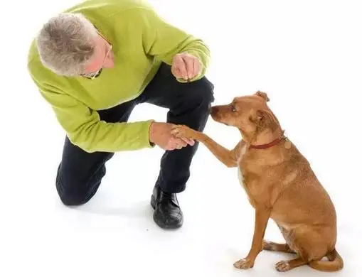 如何训练你的狗狗成为最优秀的伙伴