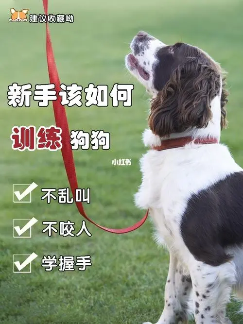 如何训练你的狗狗听话：有效方法和技巧