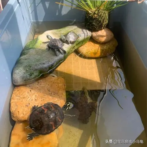 如何养乌龟？