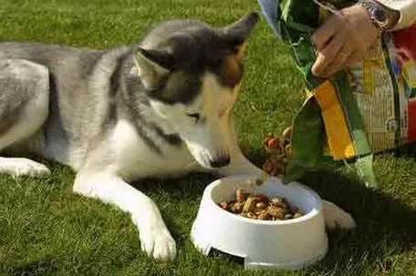 如何正确喂狗粮？