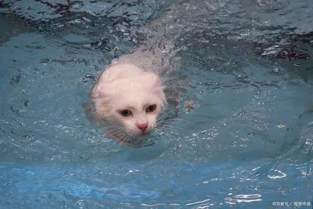 什么动物最怕水？那就是猫咪！