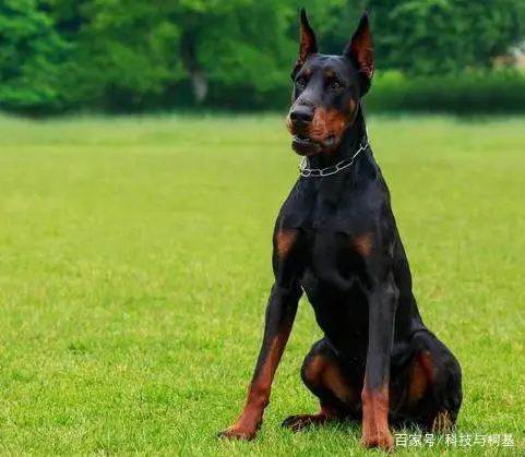 世界上最凶猛的狗：席杜犬