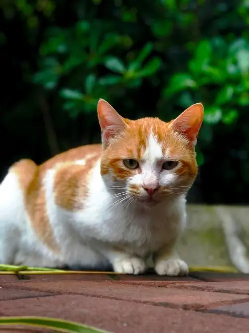 四川简州猫的魅力与特点
