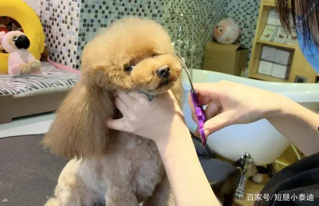 泰迪多久剪一次毛—如何给泰迪宠物做理发