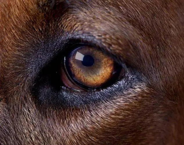 探秘狗狗眼：宠物眼睛的奇妙世界