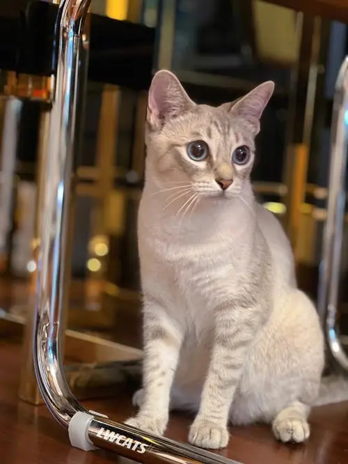 探秘虎斑暹罗猫的优雅之美