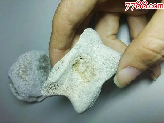 探秘墨鱼骨 古老文化的珍贵化石