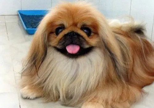 探寻北京犬的魅力与特质