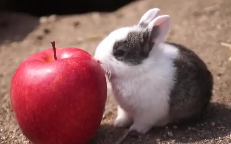 兔子吃苹果吗？——探讨兔子的饮食偏好