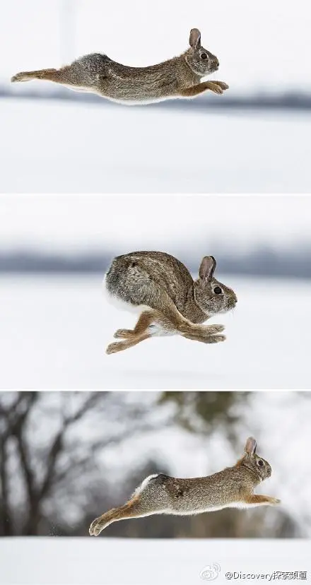 兔子的脚是如何帮助它们在草原上奔跑的