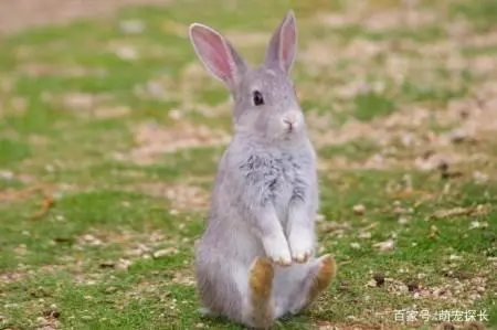 兔子的特点及其魅力