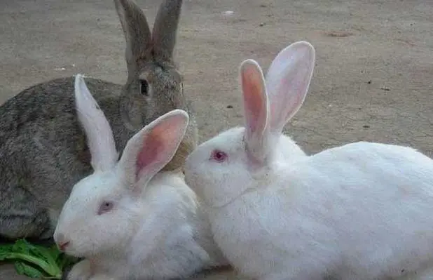 兔子的相关资料及养殖技巧