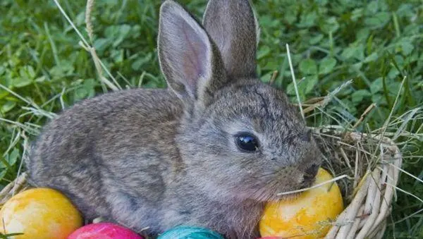 兔子多少岁才算中年？