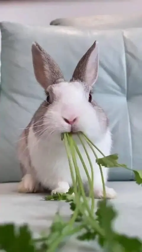 兔子可以吃香菜吗？解答你的疑惑