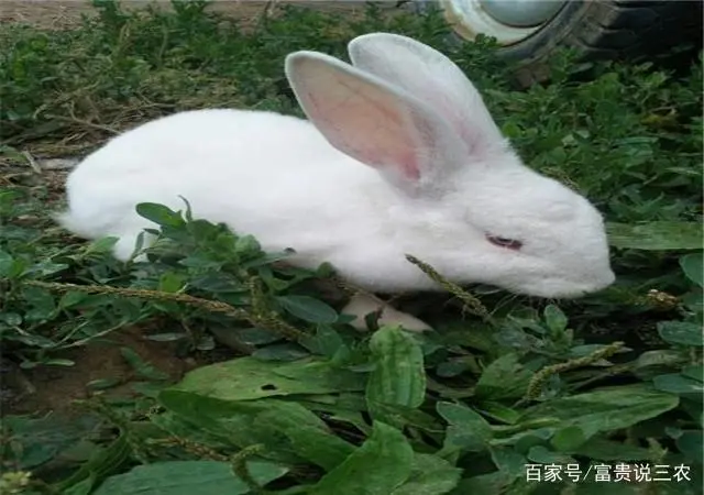 兔子能吃白菜吗？细说兔子饮食习性和营养需求