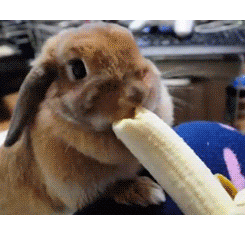 兔子能吃香蕉吗？探究兔子食物偏好的奇特现象