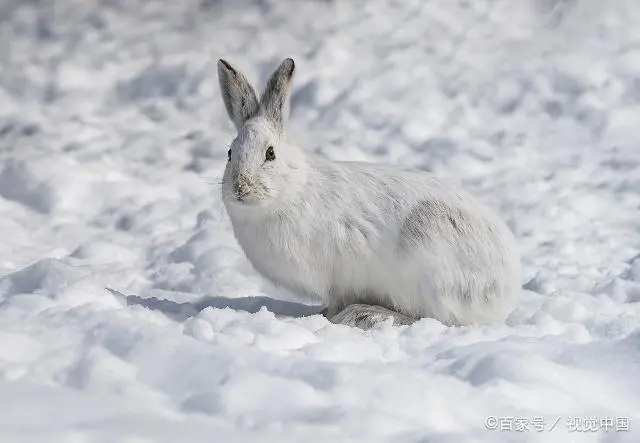 兔子怕不怕冷？寒冷天气中保护好兔子的健康