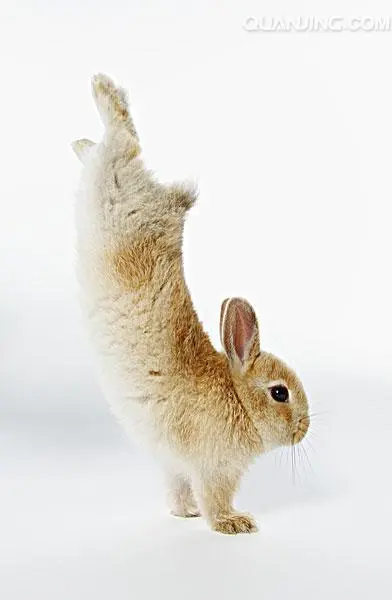 兔子跳：蹦跳的可爱小动物