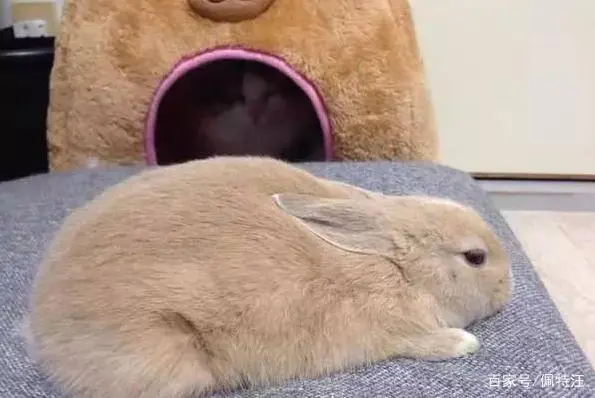 兔子晚上睡觉吗？兔子的睡眠习惯揭秘!