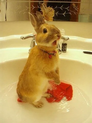 兔子洗澡会死吗？情况并非那么简单