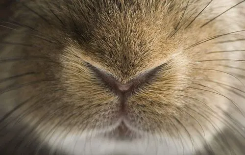 兔子有胡须吗？胡须是兔子的特征吗？